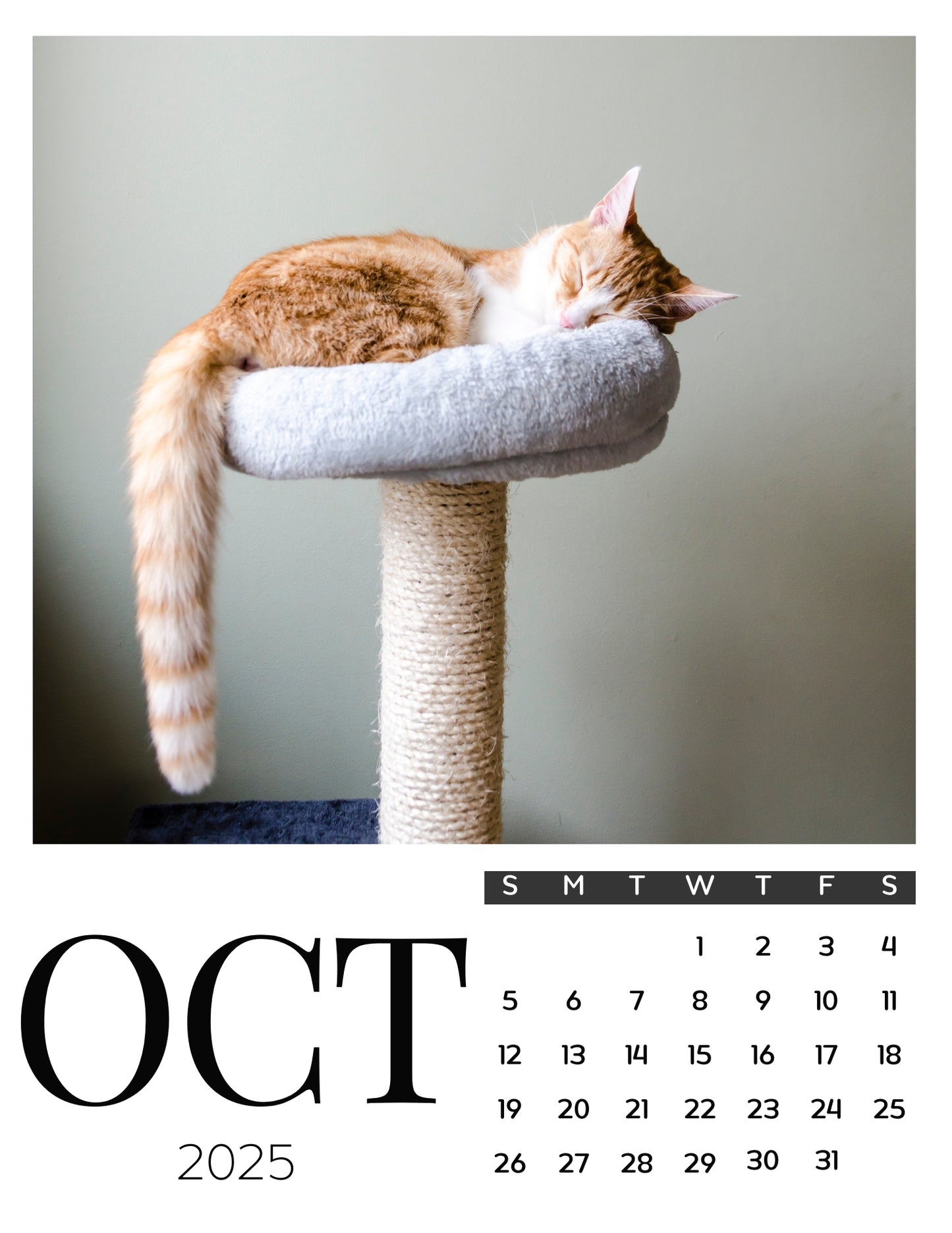 Cat Calendar Magnets