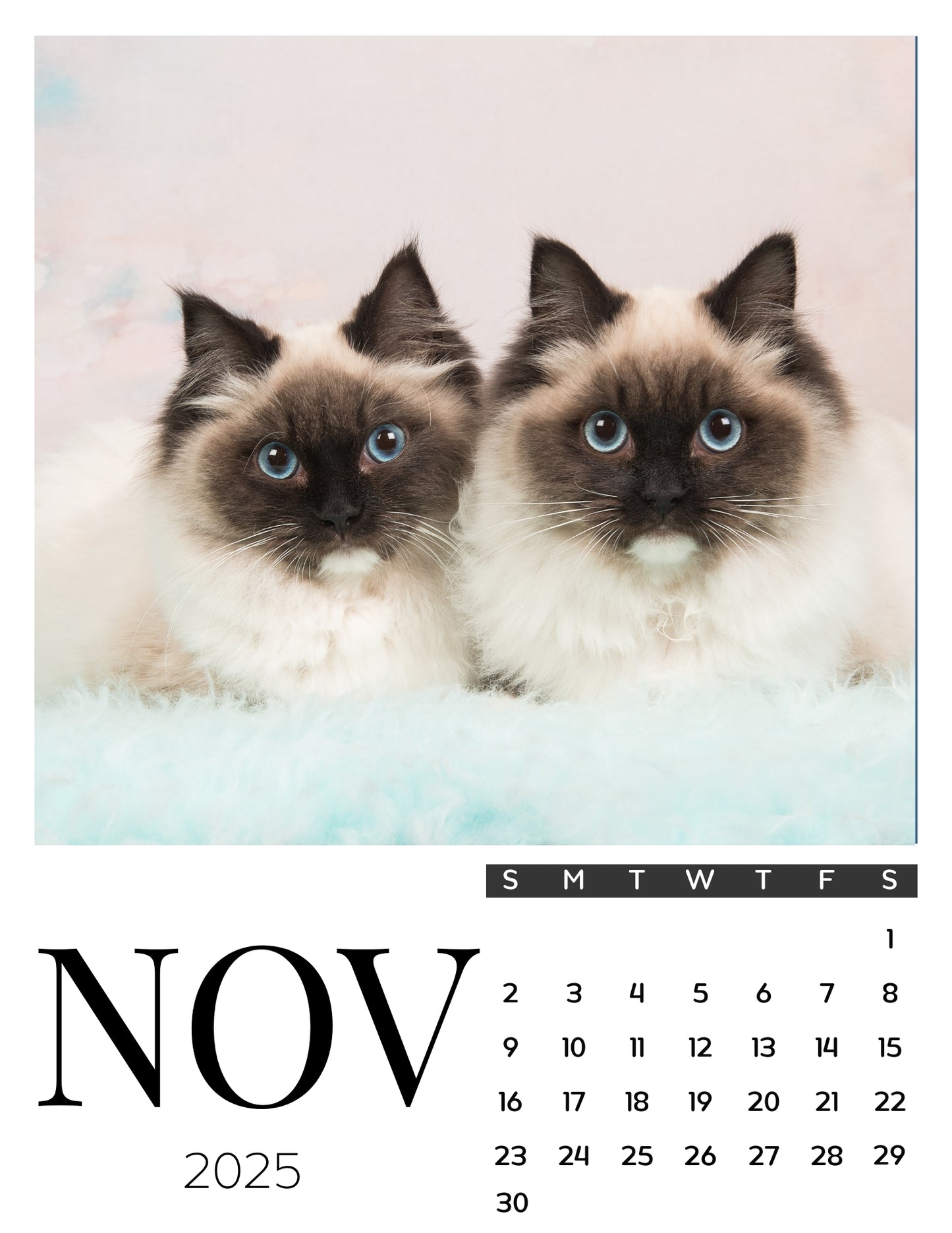 Cat Calendar Magnets