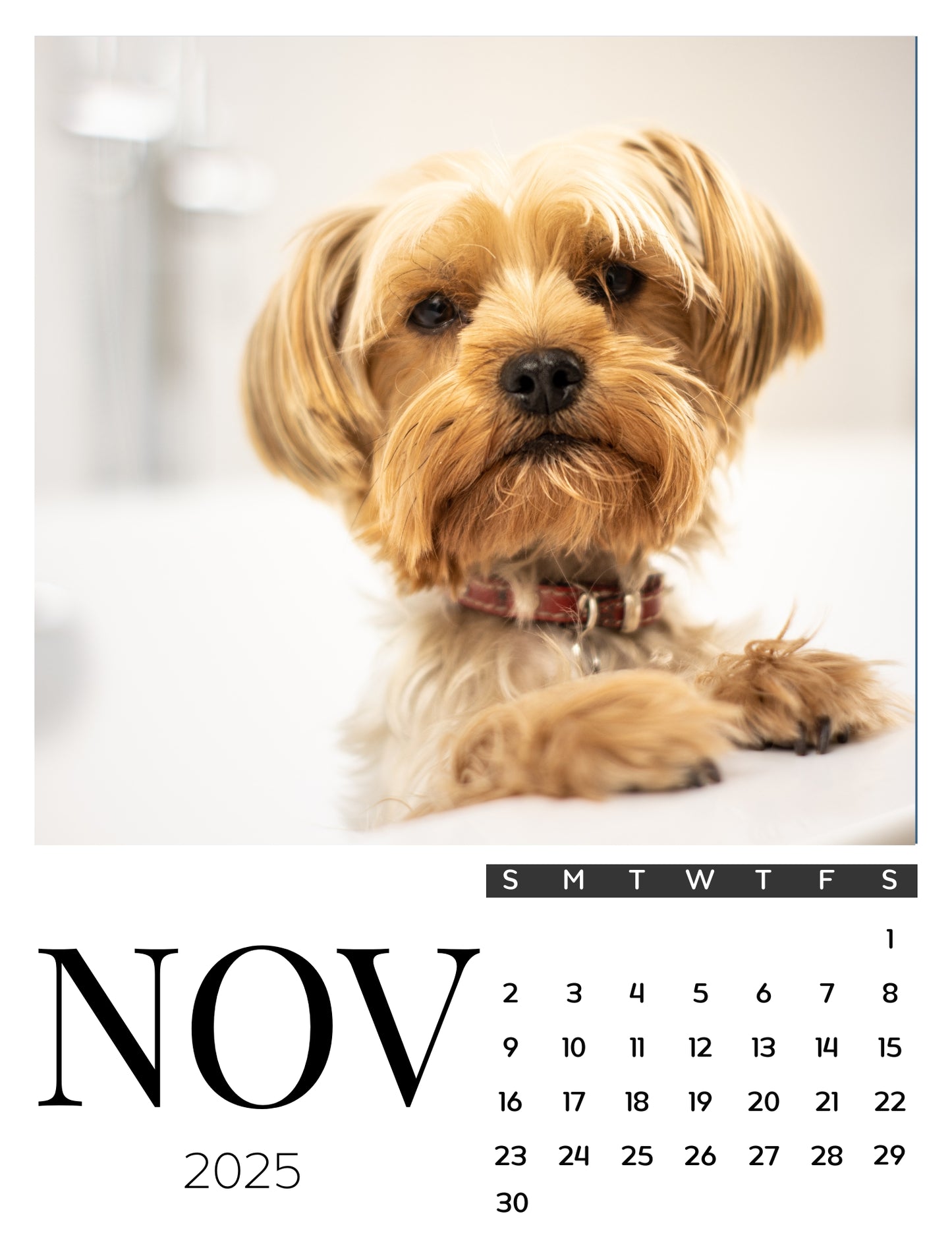 Dog Calendar Magnets