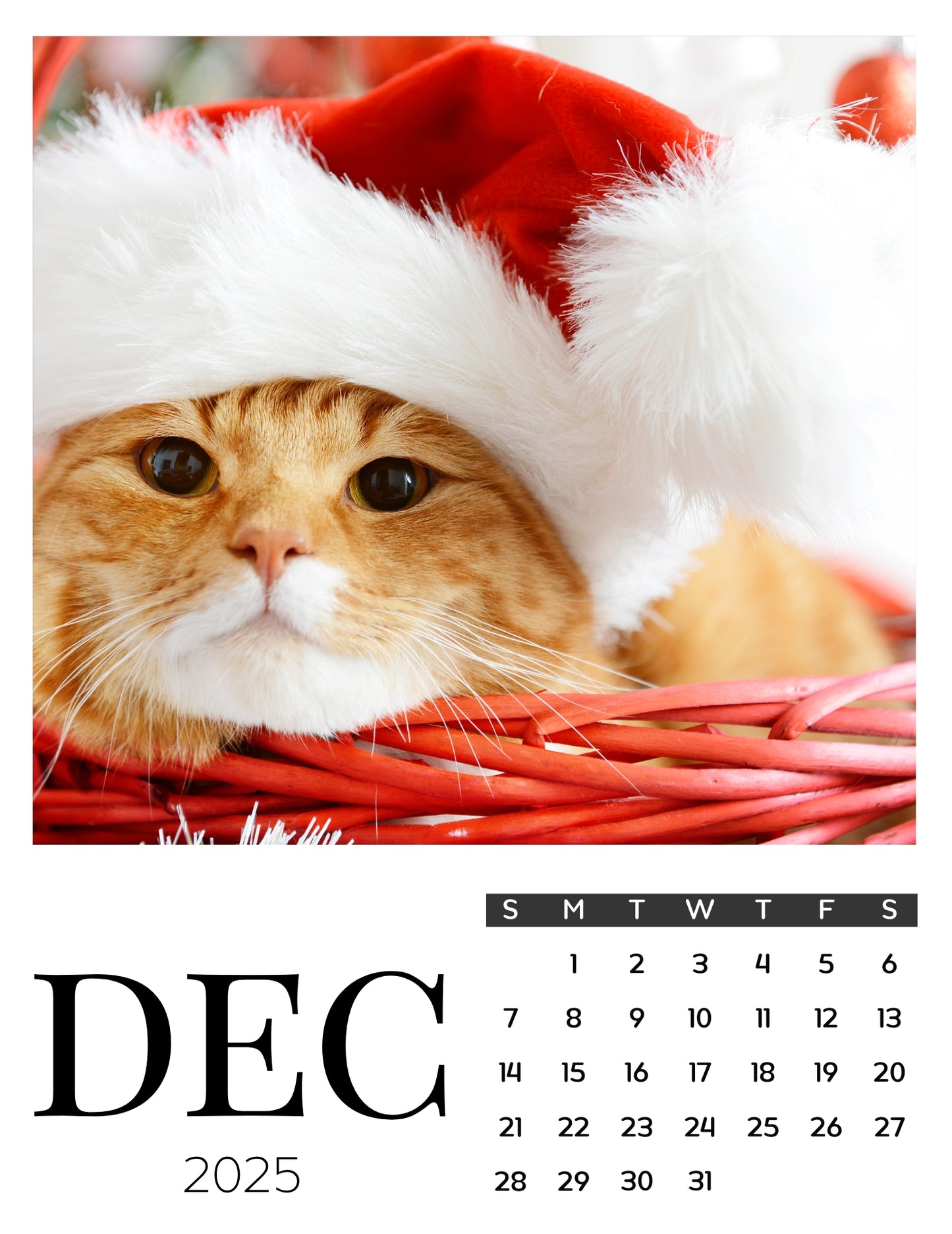 Cat Calendar Magnets