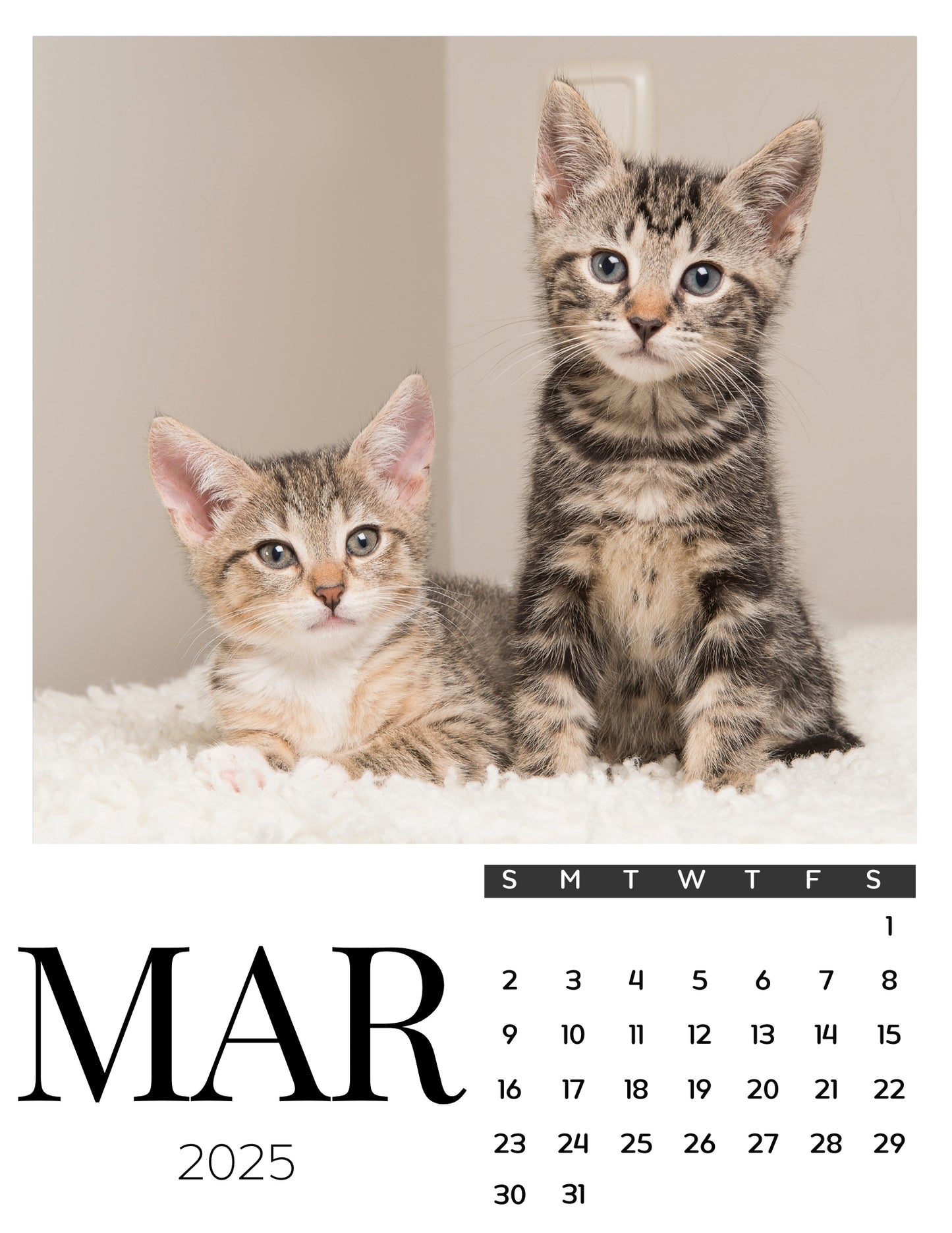 Cat Calendar Magnets