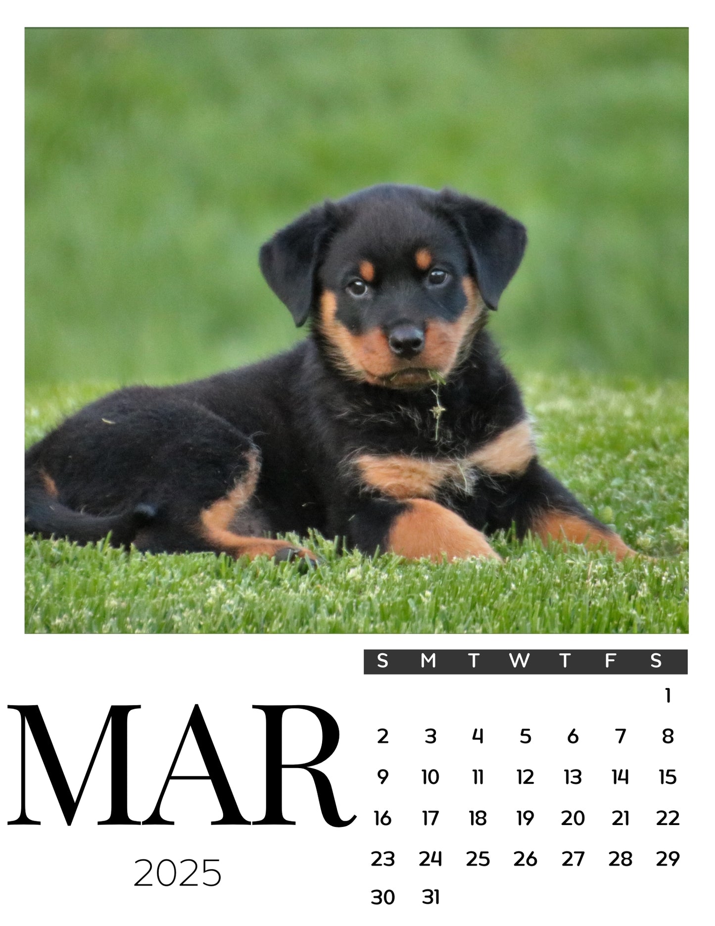 Dog Calendar Magnets