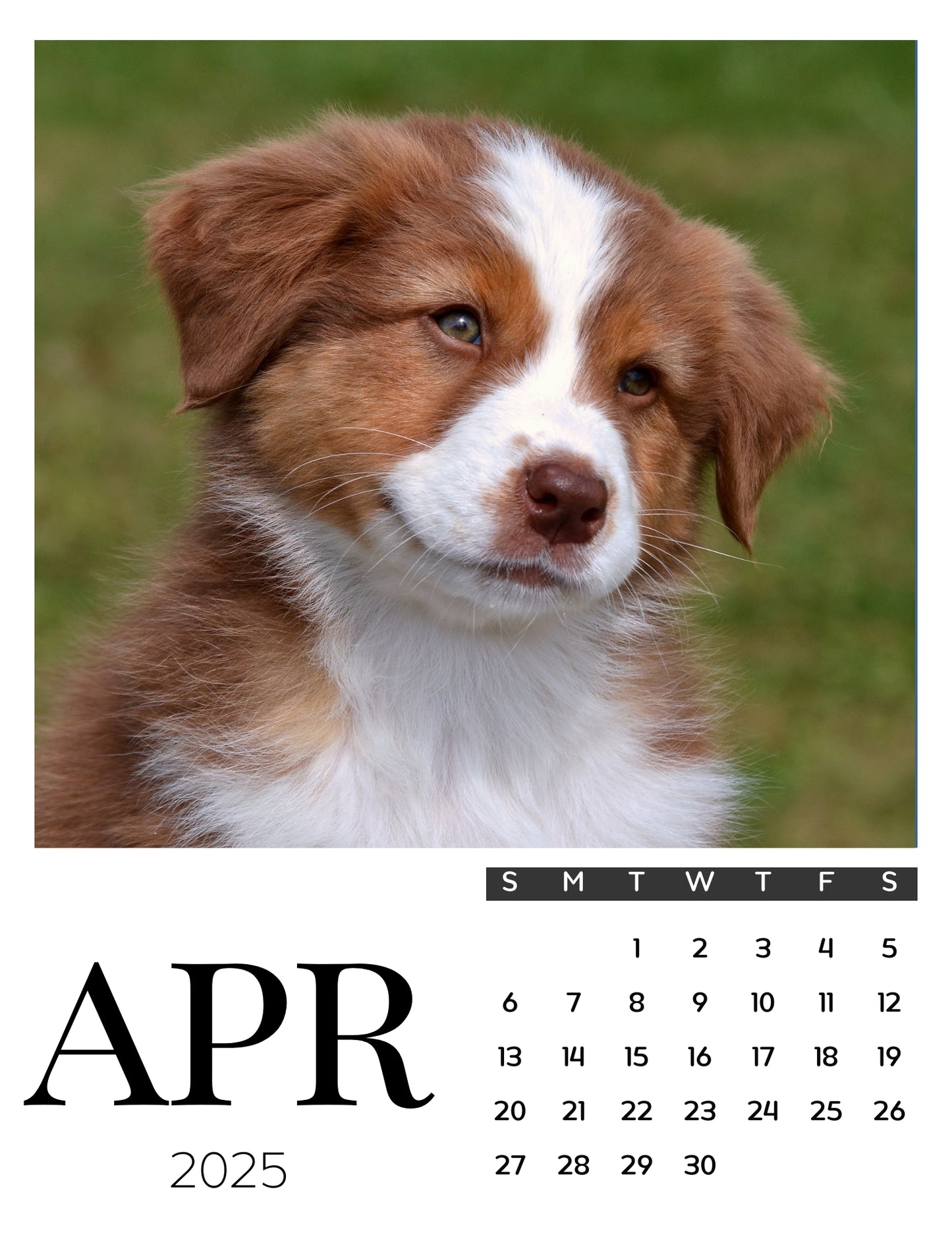 Dog Calendar Magnets