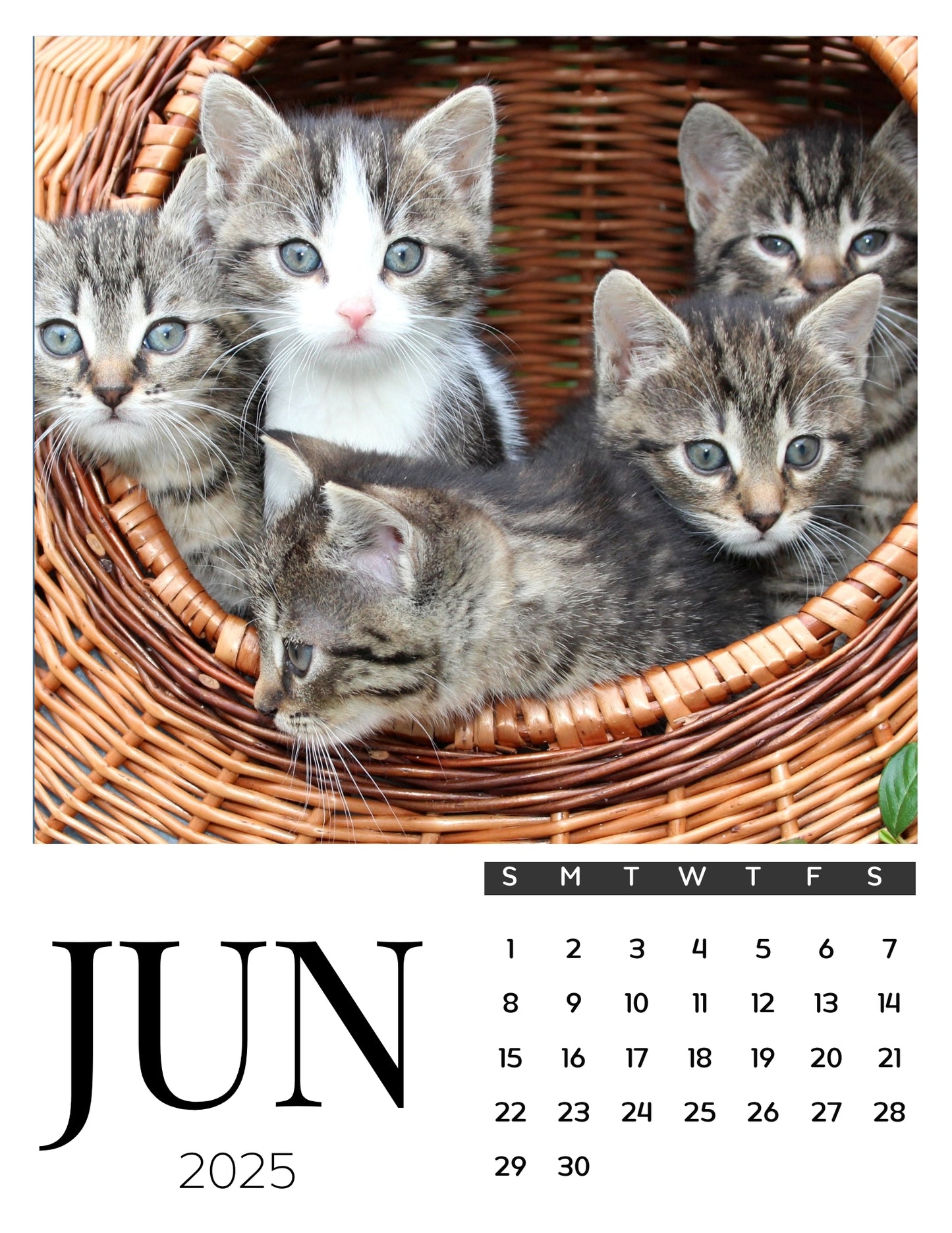 Cat Calendar Magnets