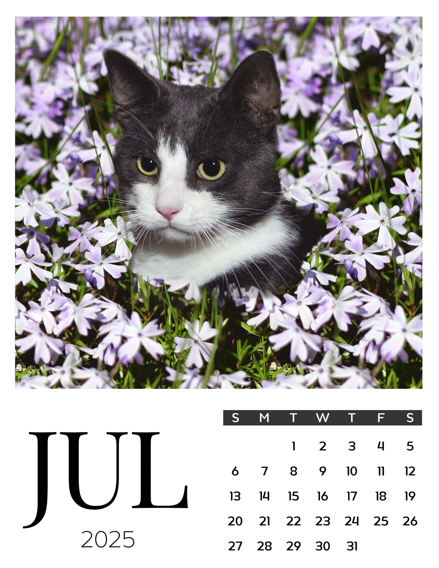 Cat Calendar Magnets