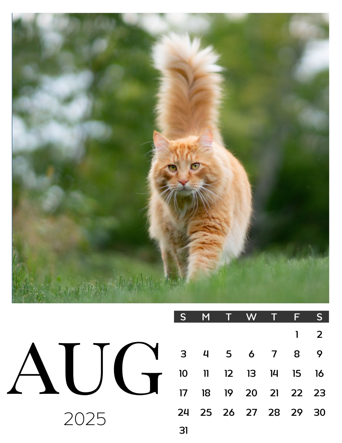 Cat Calendar Magnets