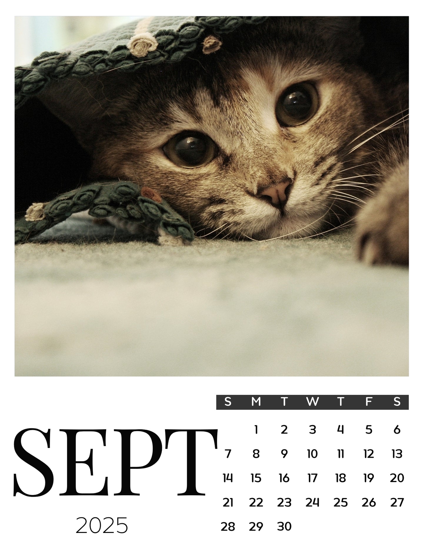 Cat Calendar Magnets