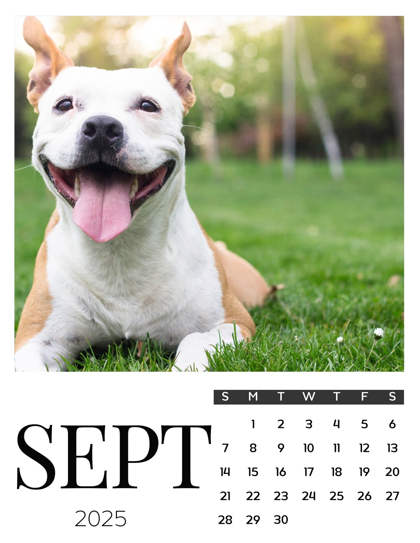 Dog Calendar Magnets